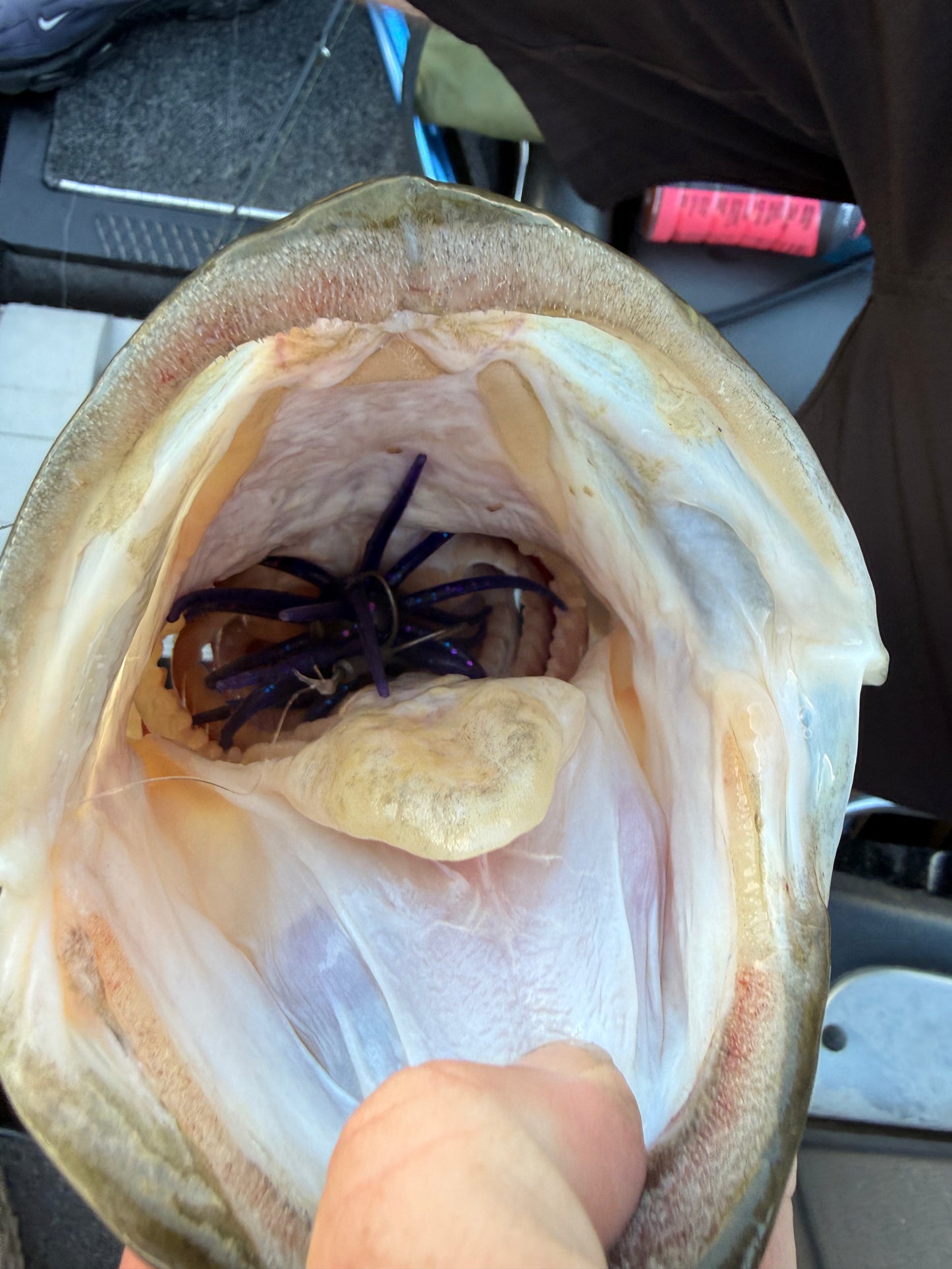 Bass Kings XL Urchin Coike Customizable Box – Holds Up to 50 Small Urchins or 18 Large Urchins